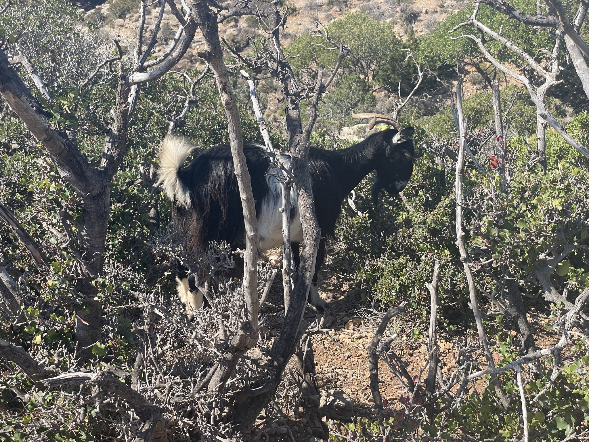 Goats were scampering everywhere, climbing carob trees and eating wild onions.